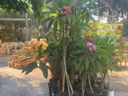 השקיה בשעות נכונות מקטינה אידוי ומועילה לצמח