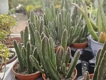 סטפליה לינדרציה