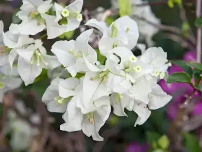 בוגונביליה גלברה לבנה