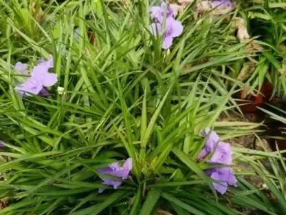 רואליה בריטון ננסית – Ruellia simplex