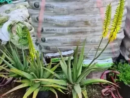 אלוי רפואי "אלוורה"