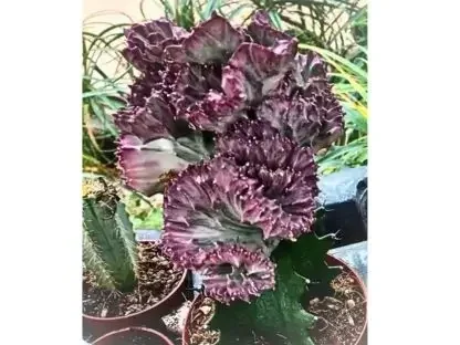 אופורביה מצויצת סגולה בעציץ משתלה