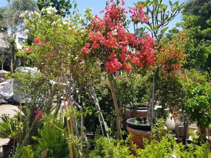 בוגנוליאה נאה על גזע 50 ליטר