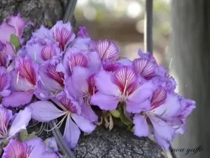 בוהיניה מגוונת ורוד