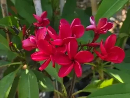 פלומריה ריחנית בנקוק פייר 146 – פריחה אדומה לוהטת