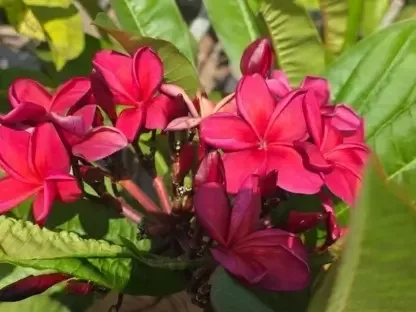 פלומריה ריחנית גיי אל רד-אורנג'