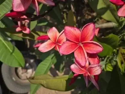 פלומריה "דוריק" 112 – פריחה פסטלית וריח קל