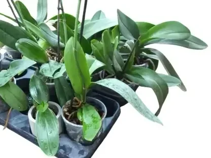 סחלב שעתיד לפרוח בשלל צבעים בקוטר 12 סמ