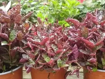 המיגרפיס אקזוטיקה עלווה ארגמנית לגינה ולמרפסת