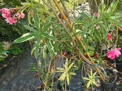 הרדוף הנחלים 'מגוון'