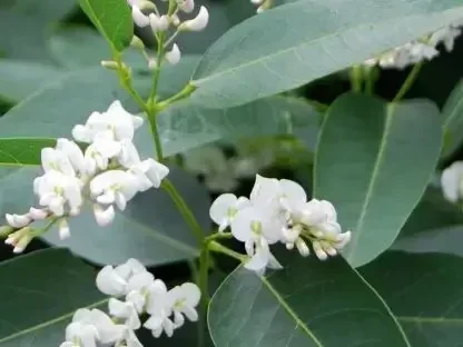 הרדנברגיה פשוטת עלים לבנה