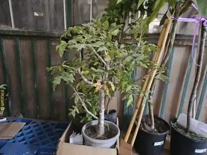 הרפפיליון (מגלון) אפריקאי