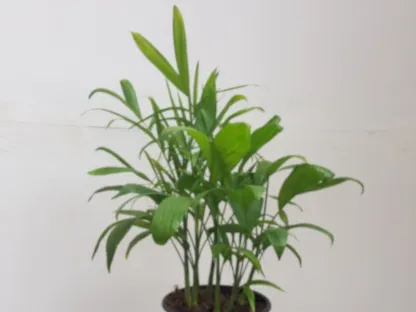 דקל חמדוראה זיפריץ