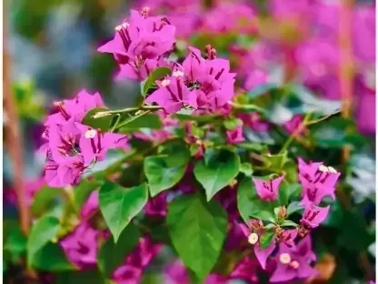 בוגנוויליה חלקה סגול – עלים מבריקים ופריחה סגולה