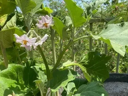 שתילי חציל ופריחה