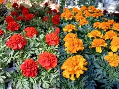 טגטס מפושק "צרפתי"