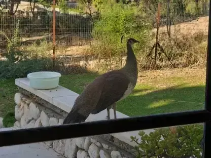 טווסה מבקרת בגינה מבעד לחלון הבית