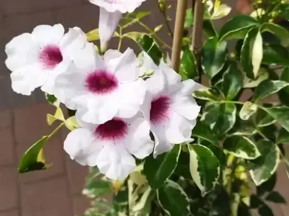 פנדוראה יסמינית מגוונת כריסמה