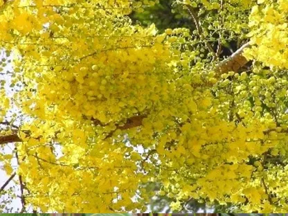 כסיית האבוב בפריחה