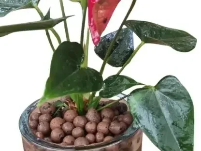 ליקה (קרמזיט) מצע גידול לעציצים