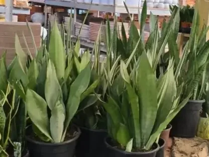 סנסיווריה מונשיין אפורה – כידונן משולש בעל עלים זקופים