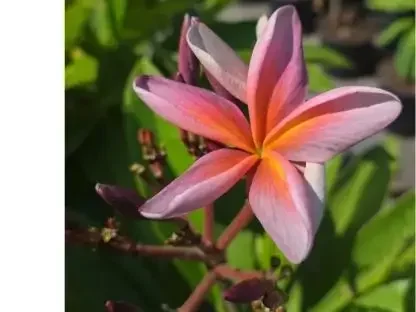 פריחת פלומריה מטאליקה בצבע אפור מתכתי וכתום