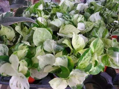 מטפס פוטוס שיש לבן