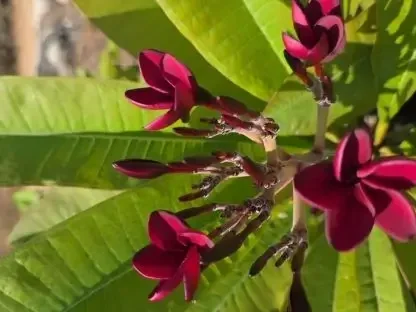 פלומריה "מידנייט" 187 – פריחה בורדו כהה נוטה לשחור