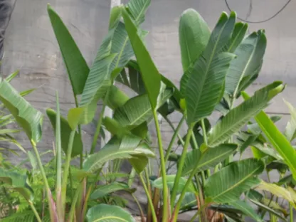 סטרליציה ענקית