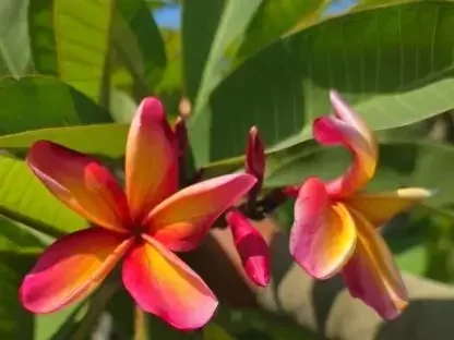 פלומריה "ננדי ריינבאו" 92 – פריחה ססגונית וריחנית בקיץ