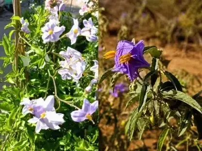 סולנום יסמיני מול זיתני Solanum elaeagnifolium