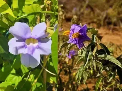 סולנום זיתני מול תונברגיה כחולה – פריחה סגולה בקיץ