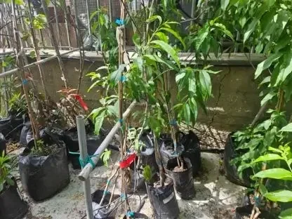 אפרסק מצוי עודד
