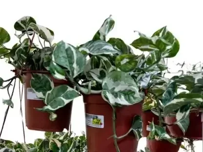 מטפס פוטוס מגוון לבן