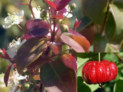 איגניה חד-פרחית "פיטנגו"