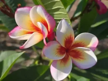 פלומריה "פייר בלאסט" 190 – פריחה עם פיצוץ אדום במרכז