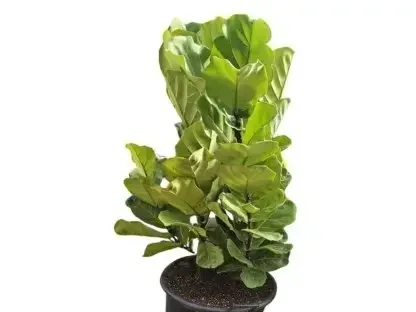 פיקוס כינורי – מאגד עציצים ירוקי־עלים לבית מואר