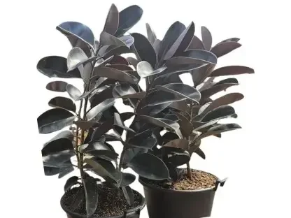 פיקוס גומי שחור – עץ ביתי כהה־עלים ומבריק