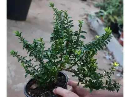 פלכון יפני 'קטן עלים'