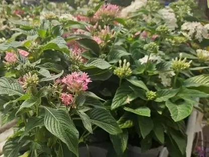 פנטס איזמלני