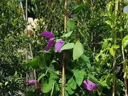 דלקמפיה מתיאה "פרפר סגול"