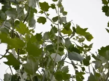 צפצפה מכסיפה