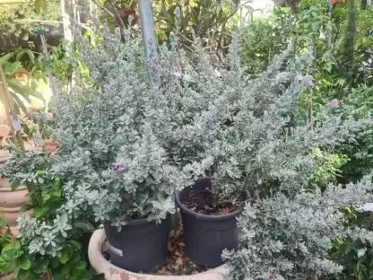 לויקופיליום שיחני 'קומפקטי'