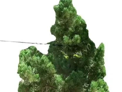 ערער סיני משונץ "קיזוקה"