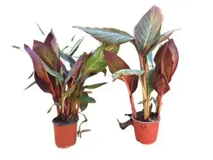 קנה הודית עלווה אדומה