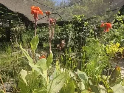 קנה הודית עלוה מגוונת פריחה כתומה