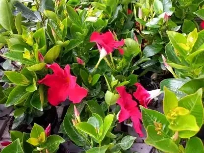 מנדוילה אדומה רובי סטאר