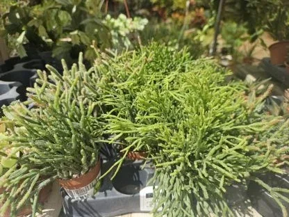 סוקולנט ריפסליס – צמח בית נשפך קל לטיפול