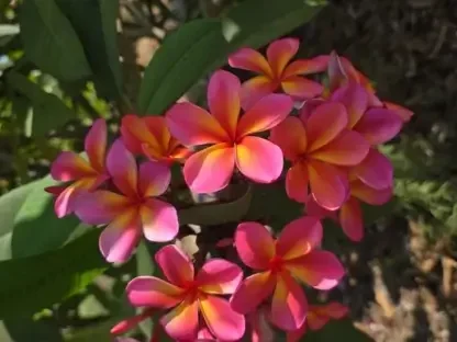 פלומריה ריחנית 'שני' פריחה שופעת