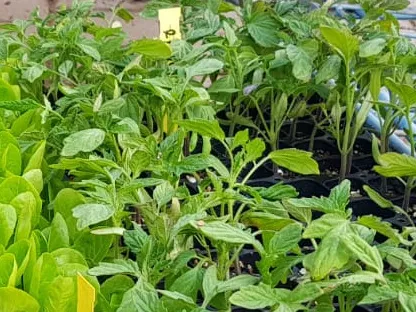 שתילי ירקות לשתילה מעכשיו לאביב קיץ